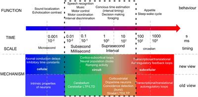 Cerebellar contributions across behavioural timescales: a review from the perspective of cerebro-cerebellar interactions